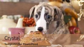  Presentation with spoken english - Presentation theme consisting of tea sausages - small english hound whippet background and a coral colored foreground