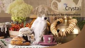  Presentation with greyhound race a whippet - Slide set having tea sausages - small english hound whippet background and a coral colored foreground