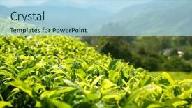  Presentation with tea plantation - Cool new presentation with tea shallow dof plantation cameron backdrop and a  colored foreground