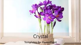  Presentation with purple crocus - Cool new PPT theme with tea time break - purple crocus on windowsill background backdrop and a soft green colored foreground