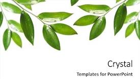  Presentation with green leaf - PPT theme consisting of tea tree - blank with green leaf background and a white colored foreground