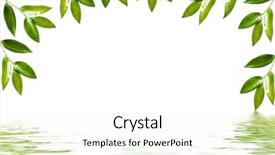  Presentation with green tea - Presentation having tea tree - green floral frame background and a cream colored foreground