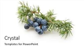  Presentation with juniper tree - Colorful PPT theme enhanced with tea tree - juniper berries backdrop and a white colored foreground