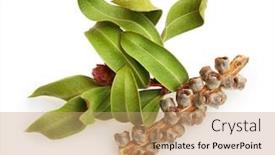  Presentation with tea leaves - Audience pleasing slide deck consisting of tea-tree-melaleuca-twig backdrop and a coral colored foreground