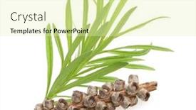  Presentation with seeds - Beautiful slide deck featuring tea-tree-melaleuca-twig backdrop and a soft green colored foreground