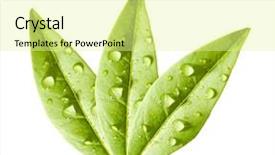  Presentation with green tea - Colorful presentation theme enhanced with tea tree thea sinensis green backdrop and a blonde colored foreground