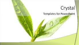  Presentation with tea plant - Presentation enhanced with tea tree thea sinensis green background and a white colored foreground