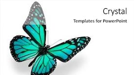  Presentation with blue green - Audience pleasing PPT theme consisting of teal - green and blue vivid butterfly backdrop and a white colored foreground