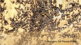 Presentation with ant - Audience pleasing presentation design consisting of team ants - ant colony on an old backdrop and a yellow colored foreground