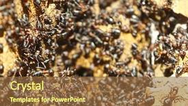  Presentation with ant - Presentation design enhanced with team ants - ant colony on an old background and a tawny brown colored foreground