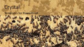  Presentation with ant - Colorful presentation enhanced with team ants - ant colony on an old backdrop and a gold colored foreground