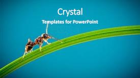  Presentation with ant - Colorful presentation theme enhanced with team ants - ant running around the curved backdrop and a teal colored foreground