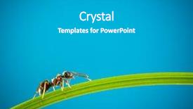  Presentation with ant - Amazing presentation having team ants - ant running around the curved backdrop and a light gray colored foreground