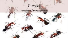  Presentation with ant - Cool new theme with team ants - big red ant in different backdrop and a soft green colored foreground