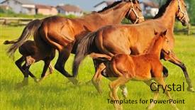  Presentation with beautiful nature - Audience pleasing presentation theme consisting of team horses - beautiful horse in nature run backdrop and a gold colored foreground
