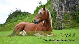  Presentation with pasture - Theme having team horses - beautiful horse resting on mountain background and a seafoam green colored foreground