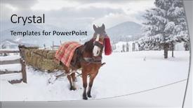 Presentation with win in a thoroughbred horse - Presentation theme enhanced with team horses - horse drawn sledge in winter background and a  colored foreground