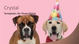  Presentation with pink birthday - Slides consisting of team-of-boxer-and-labrador background and a lemonade colored foreground