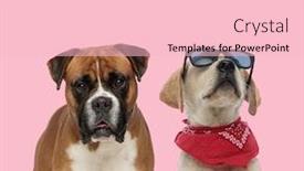  Presentation with boxer - Beautiful presentation theme featuring team-of-boxer-and-labrador backdrop and a lemonade colored foreground