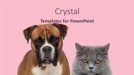  Presentation with pink cat - Presentation theme enhanced with team-of-boxer-and-metis background and a lemonade colored foreground