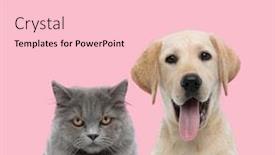  Presentation with long hair - Slides having team-of-british-long-hair background and a lemonade colored foreground