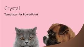  Presentation with fight two boxer boxing - Theme enhanced with team-of-british-long-hair background and a lemonade colored foreground