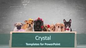  Presentation with dogs - PPT theme consisting of team of cute dogs behind background and a ocean colored foreground