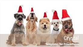 Presentation with dogs - Beautiful presentation theme featuring team of five adorable dogs backdrop and a coral colored foreground
