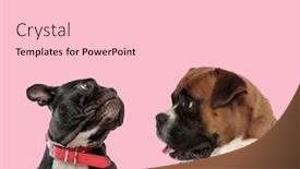  Presentation with boxer - Theme with team-of-french-bulldog background and a lemonade colored foreground