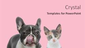  Presentation with pink cat - PPT theme featuring team-of-french-bulldog background and a lemonade colored foreground