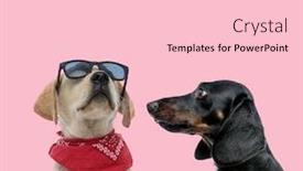  Presentation with dachshund - Beautiful presentation design featuring team-of-labrador-retriever-wearing backdrop and a lemonade colored foreground