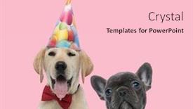  Presentation with pink birthday - Amazing PPT layouts having team-of-labrador-retriever-wearing backdrop and a lemonade colored foreground