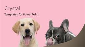  Presentation with nose - Theme having team-of-labrador-retriever background and a lemonade colored foreground