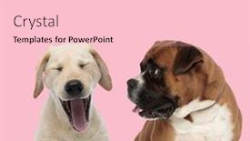  Presentation with boxer - PPT theme consisting of team-of-labrador-retriever background and a lemonade colored foreground
