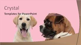  Presentation with boxer - Beautiful presentation featuring team-of-labrador-retriever backdrop and a lemonade colored foreground