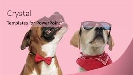  Presentation with boxer - Presentation having team-of-labrador-retriever background and a lemonade colored foreground