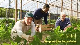  Presentation with spinach - Slide set with team-of-male-gardeners-harvesting background and a  colored foreground