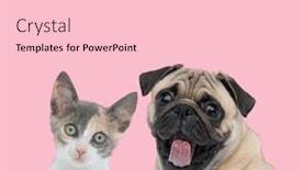  Presentation with pink cat - Audience pleasing theme consisting of team-of-metis-cat backdrop and a lemonade colored foreground