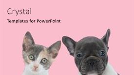  Presentation with pink cat - PPT layouts having team-of-metis-cat background and a lemonade colored foreground