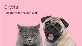  Presentation with pink cat - Amazing theme having team-of-one-cat backdrop and a lemonade colored foreground