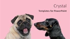  Presentation with dachshund - Theme with team-of-pug-and-teckel background and a lemonade colored foreground