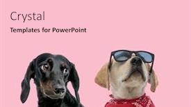  Presentation with dachshund - Audience pleasing slide set consisting of team-of-teckel-dachshund backdrop and a lemonade colored foreground