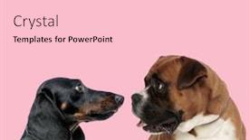  Presentation with dachshund - Amazing theme having team-of-teckel-dachshund backdrop and a lemonade colored foreground