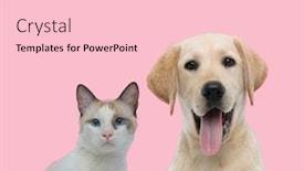  Presentation with pink cat - Slide deck with team-of-two-animals-metis background and a lemonade colored foreground