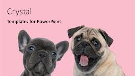  Presentation with dogs - Amazing PPT layouts having team-of-two-dogs-french backdrop and a lemonade colored foreground