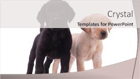  Presentation with team - Audience pleasing theme consisting of team-of-two-labradors-retrievers backdrop and a white colored foreground