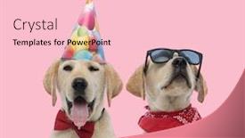  Presentation with pink birthday - Audience pleasing presentation consisting of team-of-two-labradors-retrievers backdrop and a lemonade colored foreground