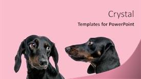  Presentation with dachshund - Presentation design featuring team-of-two-teckel-dachshund background and a lemonade colored foreground