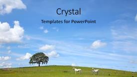  Presentation with welsh - Colorful PPT theme enhanced with team pastor - two white horses grazing backdrop and a  colored foreground