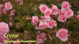  Presentation with pink roses - Cool new presentation with tearose - pink tea roses foreground backdrop and a  colored foreground